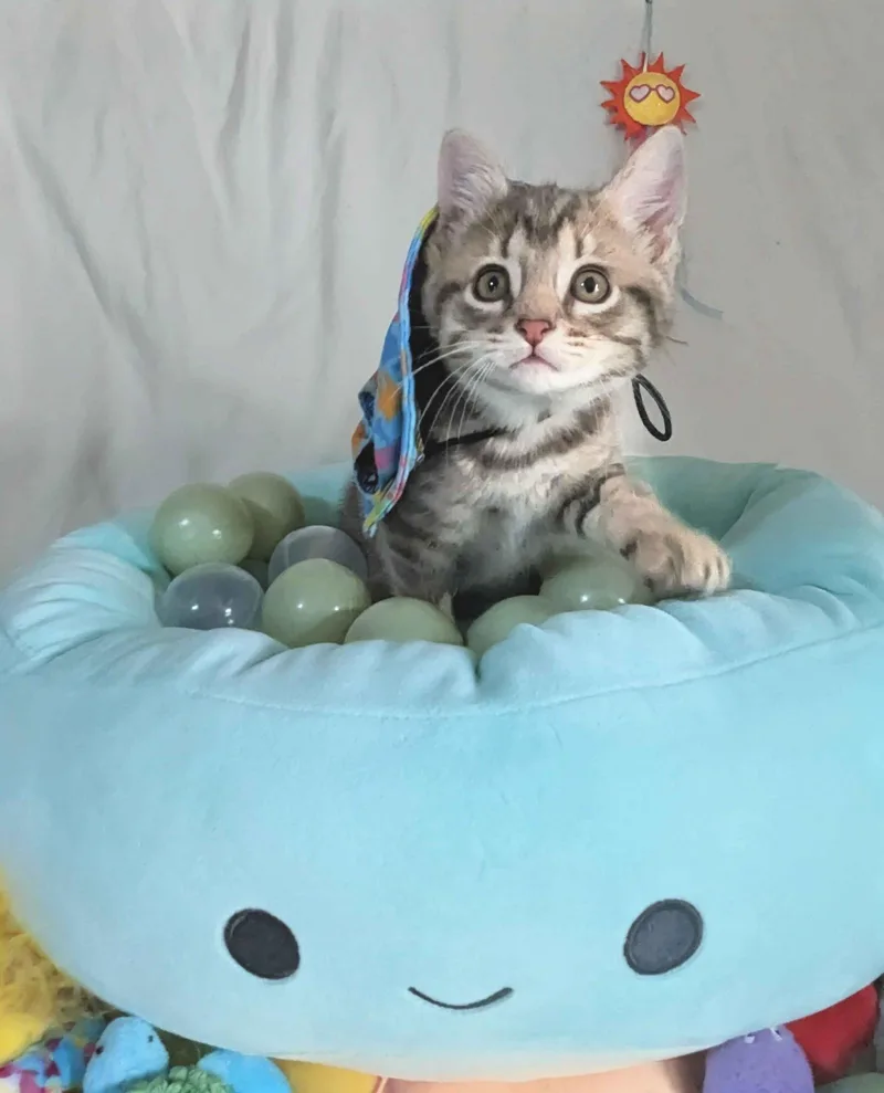 A young small-sized male Tabby (Gray / Blue / Silver) Domestic Short Hair cat named Dipper for adoption in Seven Valleys, PA