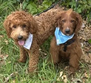 A baby small-sized male Brown / Chocolate Goldendoodle dog named Canelo for adoption in Bell Gardens, CA