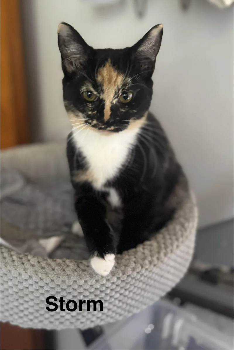 A baby medium-sized female Calico cat named Storm for adoption in Massillon, OH