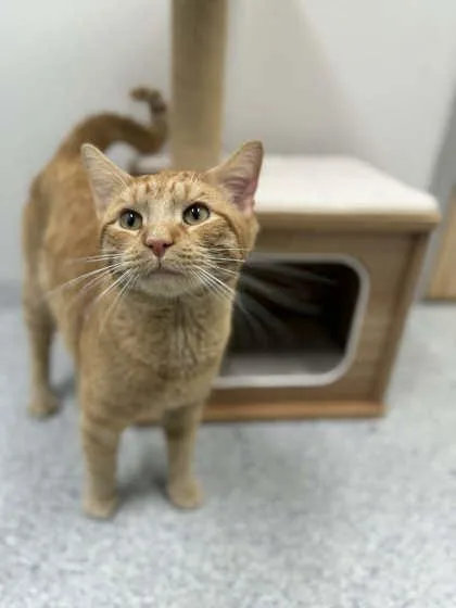 A young medium-sized male Orange / Red Domestic Short Hair cat named Charlie for adoption in Annapolis, MD