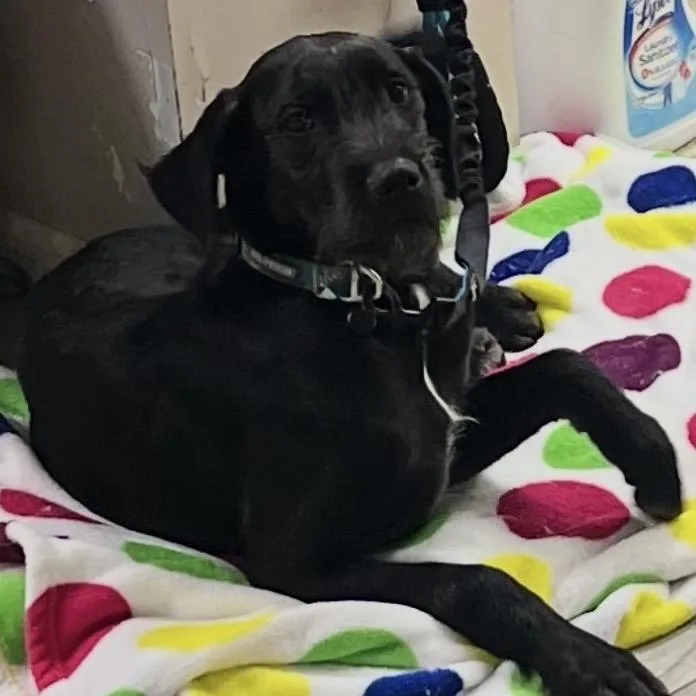 A young large-sized male Black German Wirehaired Pointer dog named River for adoption in Monroe, MI
