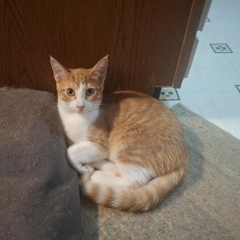 A baby medium-sized male Domestic Short Hair cat named Mozart for adoption in Coldwater, MI