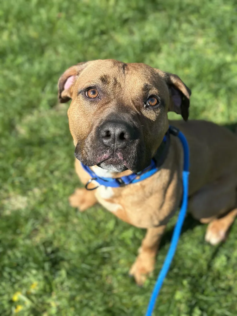 A young medium-sized male Brown / Chocolate Pit Bull Terrier dog named Nico for adoption in Cleveland, OH
