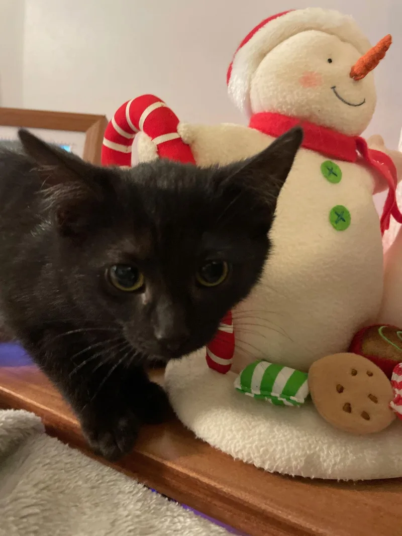 Nefertiti thumbnail 2