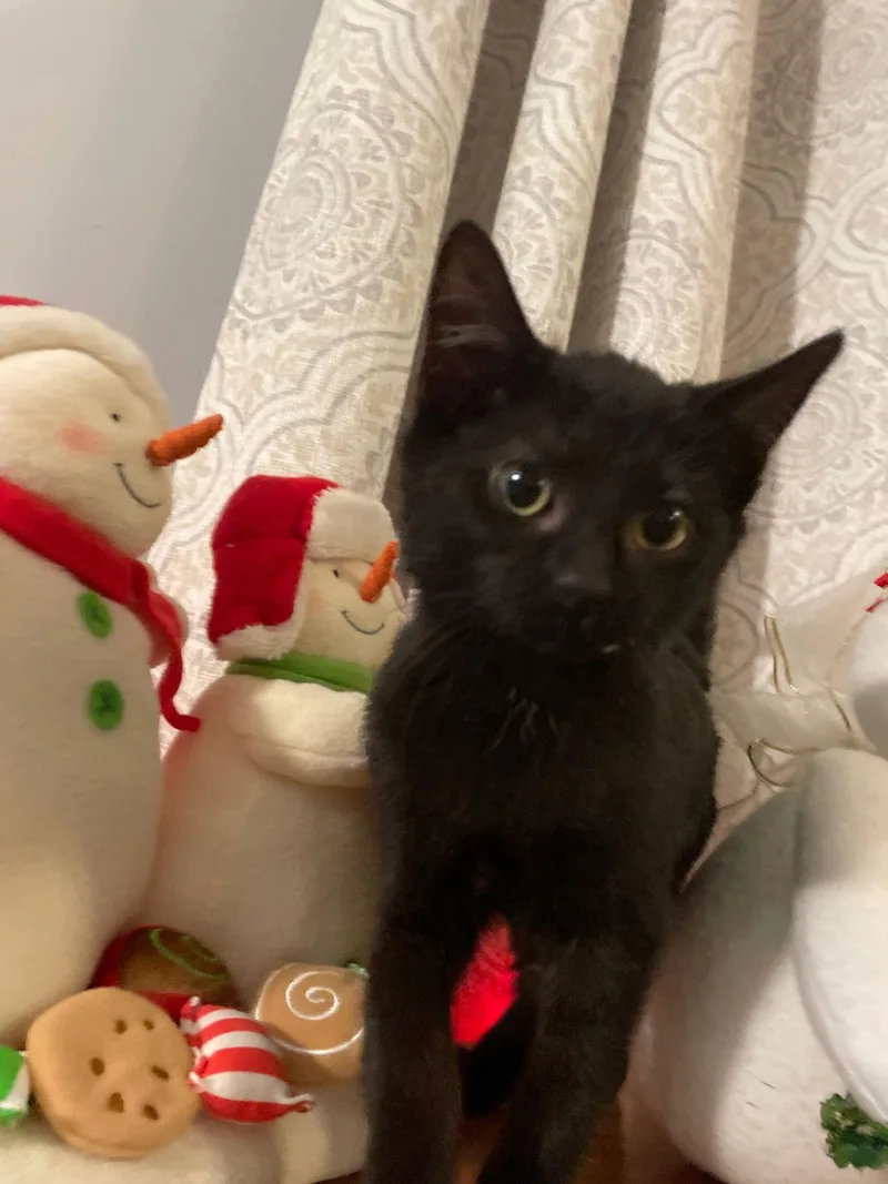 Nefertiti thumbnail 3