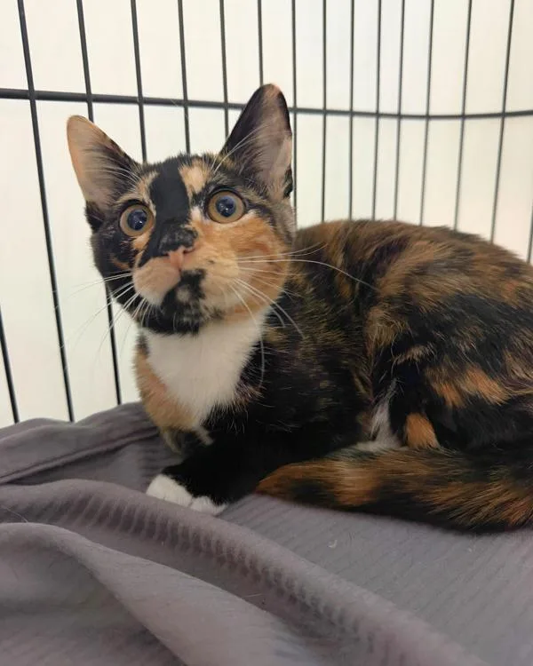 A baby small-sized female Domestic Short Hair cat named Maeve for adoption in Novato, CA