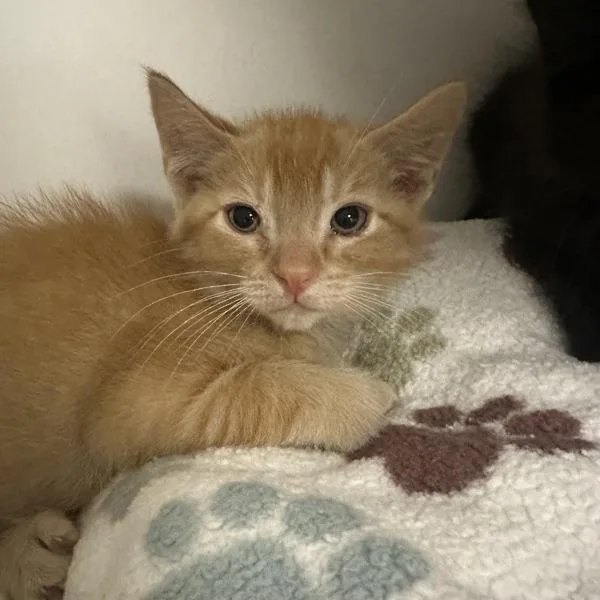 A baby small-sized male Domestic Short Hair cat named Tennessee for adoption in Walnut Creek, CA