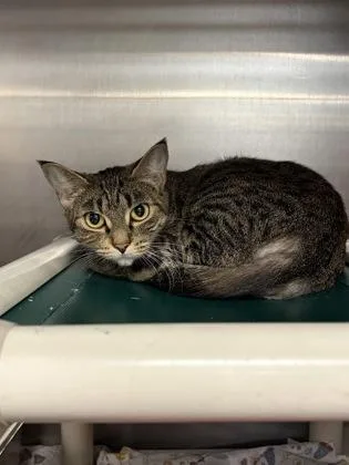 An adult medium-sized female Domestic Short Hair cat named Bethany for adoption in Lowell, MA