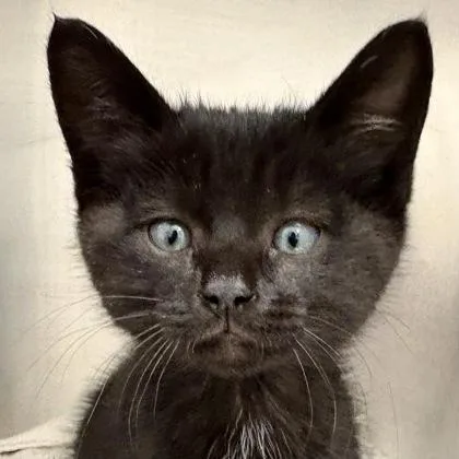 A baby medium-sized male Domestic Short Hair cat named Ace for adoption in Sacramento, CA