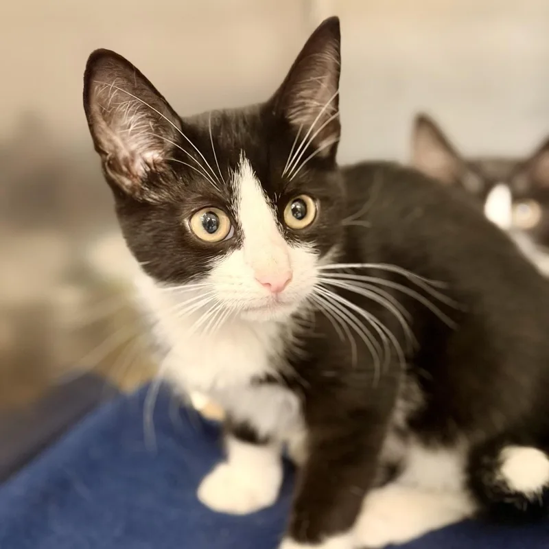 A baby medium-sized female Black & White / Tuxedo Domestic Short Hair cat named Ophelia for adoption in Jackson, NJ