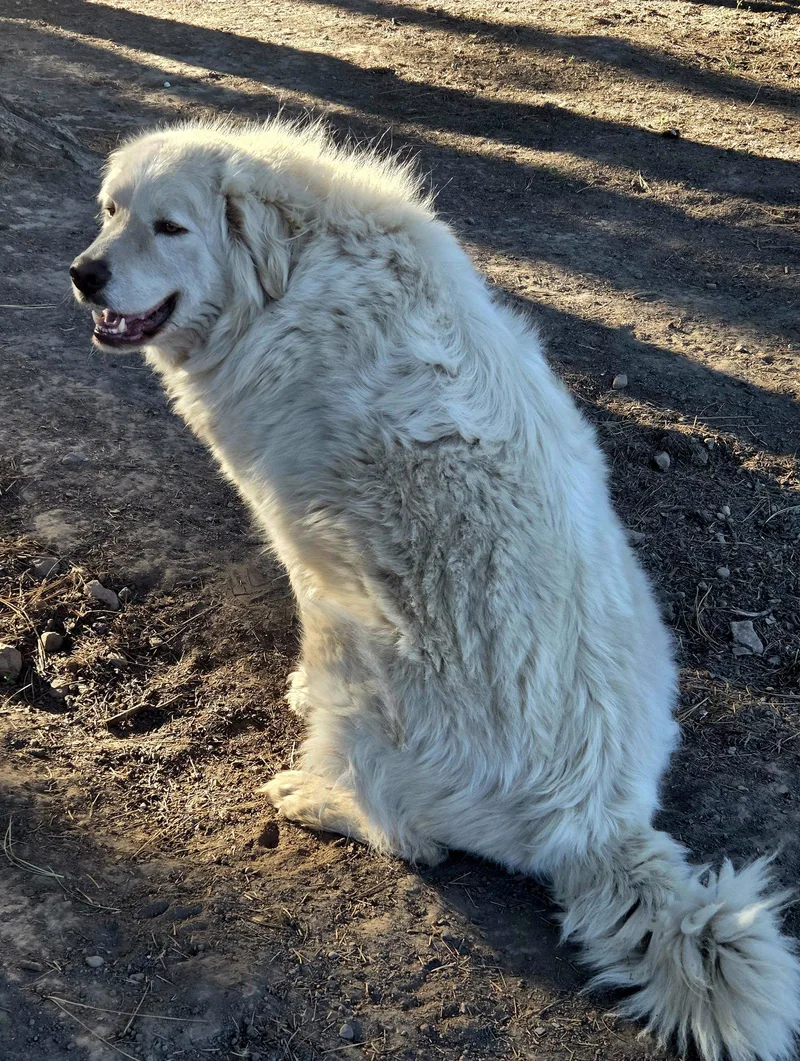 An adult large-sized male Great Pyrenees dog named Asgeir for adoption in Chandler, AZ