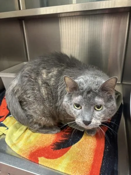 A senior small-sized female Domestic Long Hair cat named Smokey for adoption in Stratham, NH