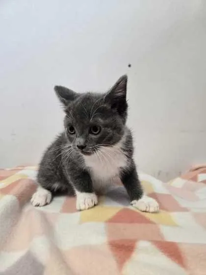 An adult small-sized female Domestic Short Hair cat named Tubular for adoption in Spruce Pine, NC