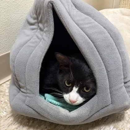 An adult large-sized male Domestic Short Hair cat named Lucky for adoption in West Chester, PA