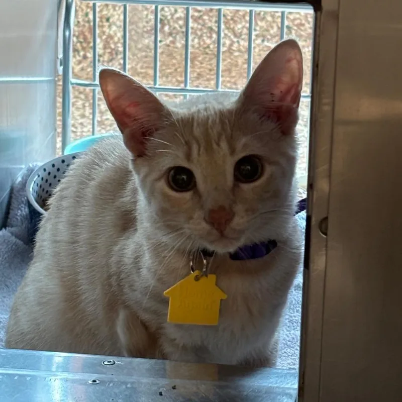 A baby small-sized male Buff / Tan / Fawn Domestic Short Hair cat named Saga for adoption in Springfield, MA