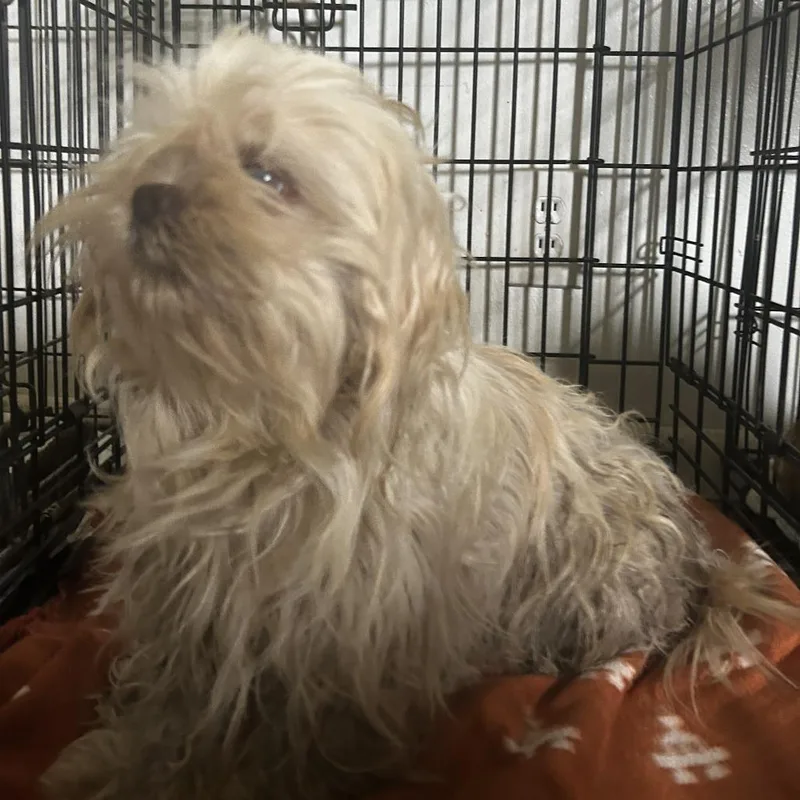 A young small-sized male Yellow / Tan / Blond / Fawn Mixed Breed dog named Fuji S for adoption in Leander, TX