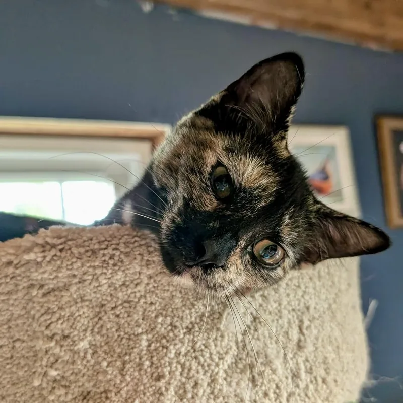 A baby small-sized female Tortoiseshell cat named Lark for adoption in Albany, NY