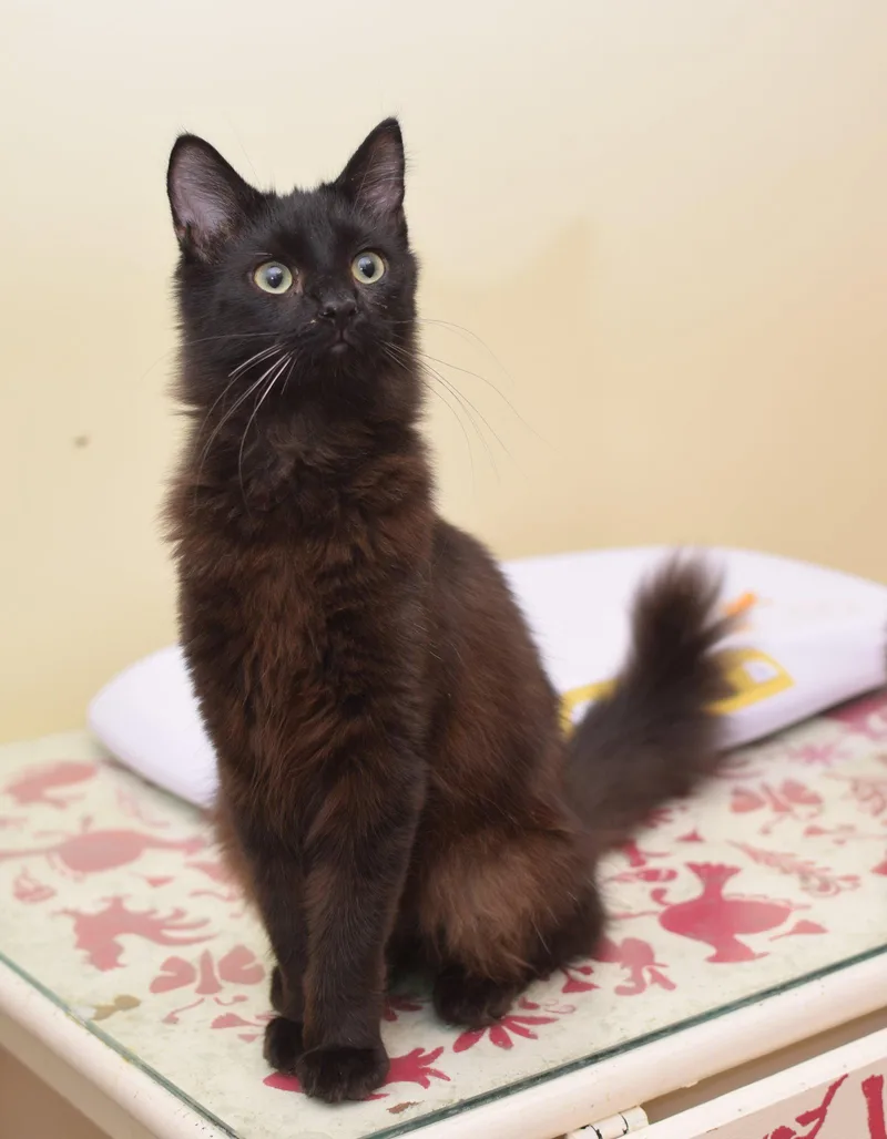 A baby medium-sized female Maine Coon cat named Alice for adoption in Hockessin, DE