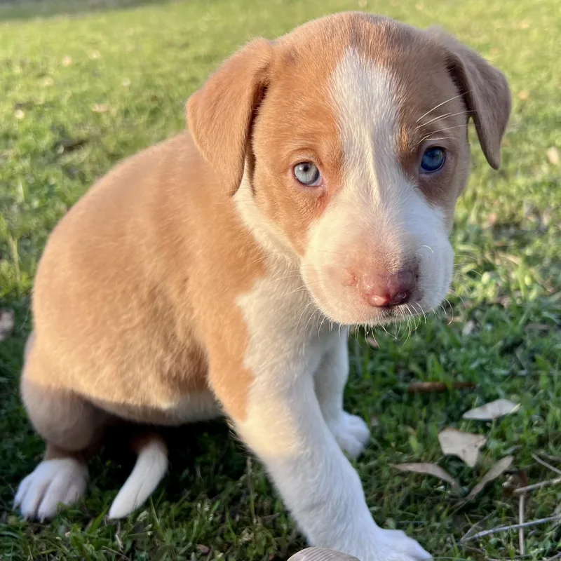 Cappuccino thumbnail 2