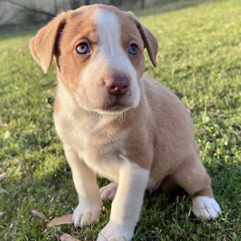 Cappuccino thumbnail 3