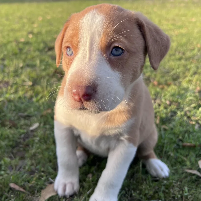 Cappuccino thumbnail 4