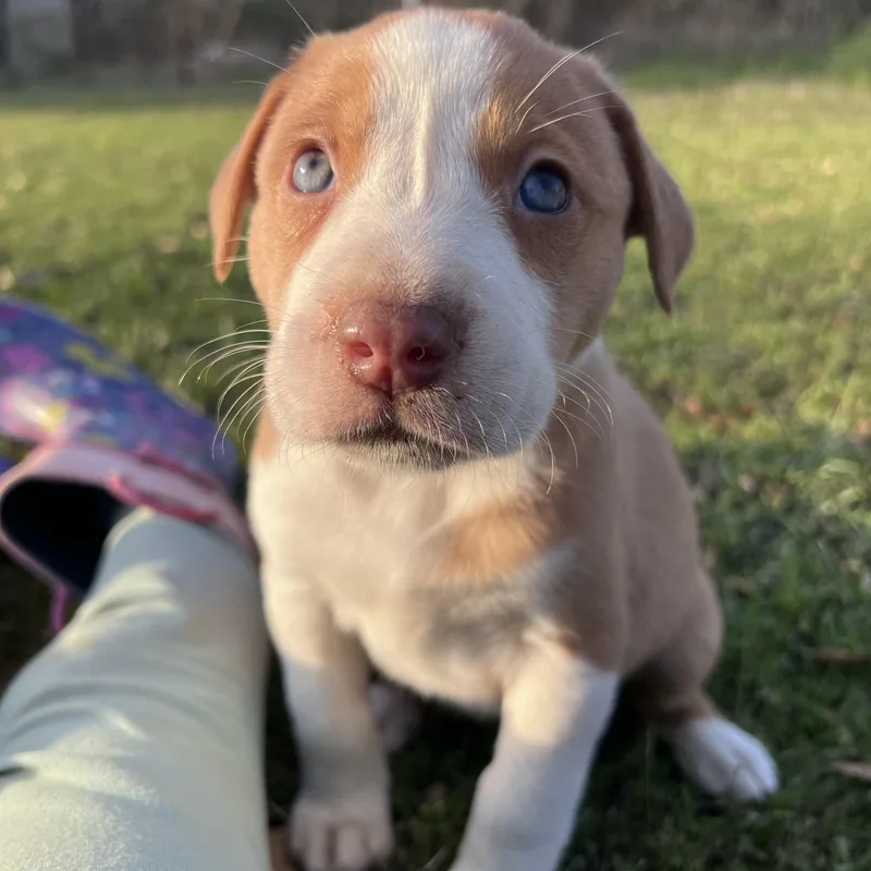 Cappuccino thumbnail 5