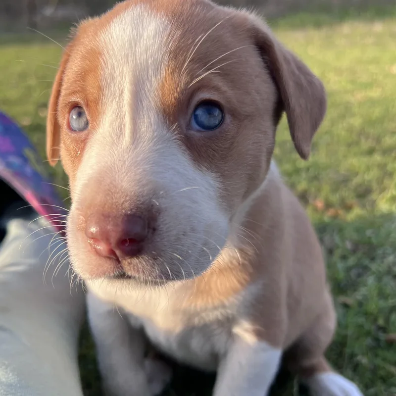 Cappuccino thumbnail 6