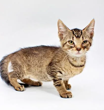 A baby small-sized female Domestic Short Hair cat named Strawberry for adoption in Morton Grove, IL