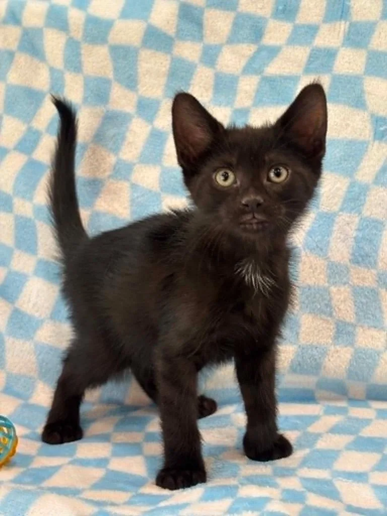 A baby small-sized female Domestic Short Hair cat named Cruz for adoption in Warrenton, NC
