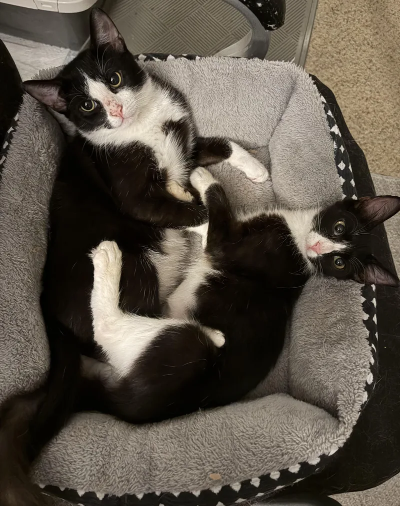 A baby large-sized male Black & White / Tuxedo Domestic Short Hair cat named Bishi for adoption in Santa Ana, CA