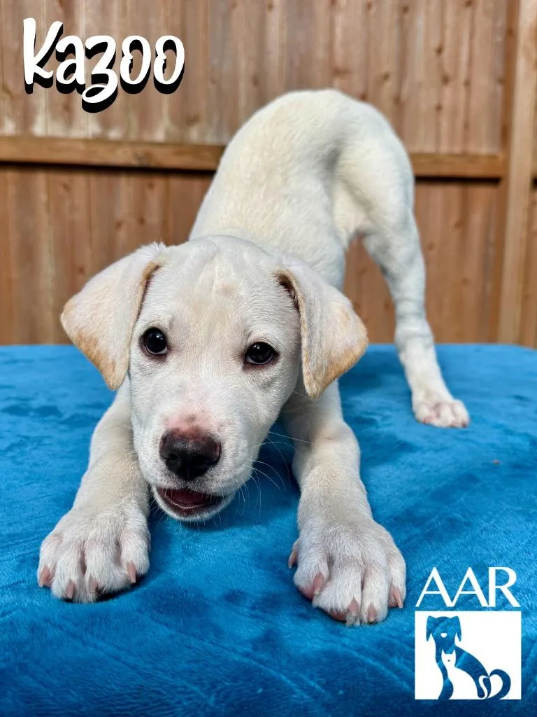 A baby medium-sized male Mixed Breed dog named Kazoo for adoption in Magnolia, TX