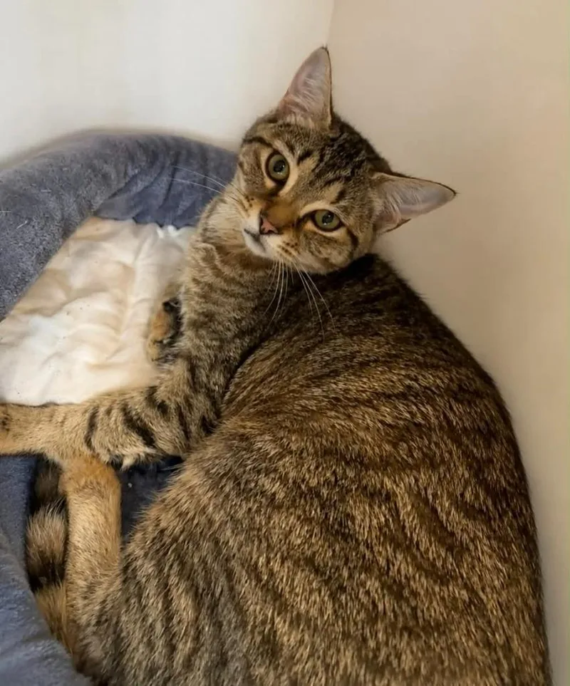 A baby small-sized female Domestic Short Hair cat named Nell for adoption in Columbia, TN