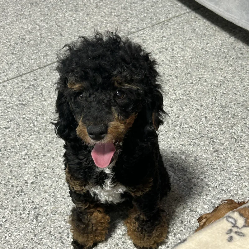 Romeo