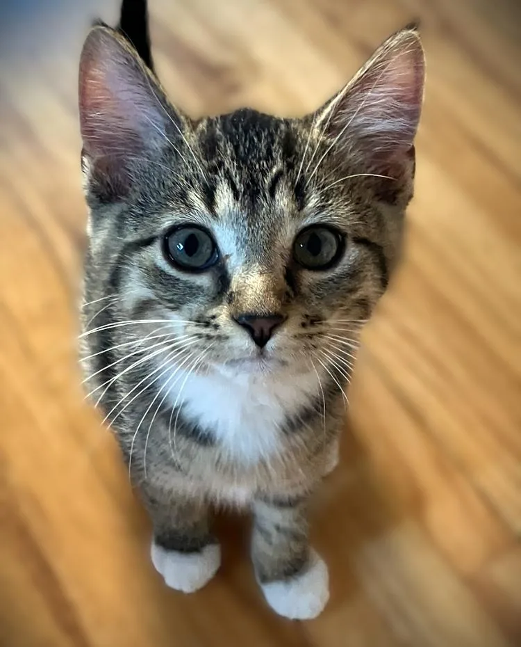 A baby small-sized female Tabby (Gray / Blue / Silver) Domestic Short Hair cat named Jasmine for adoption in Mankato, MN