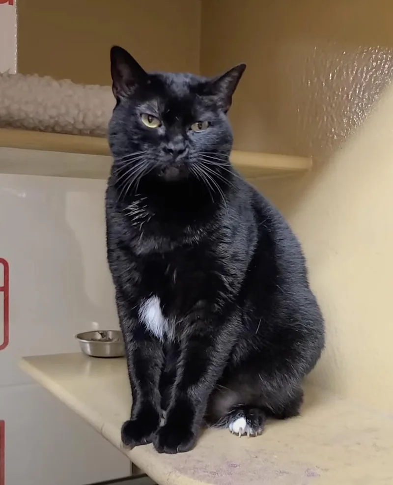 Cho Chang thumbnail 2