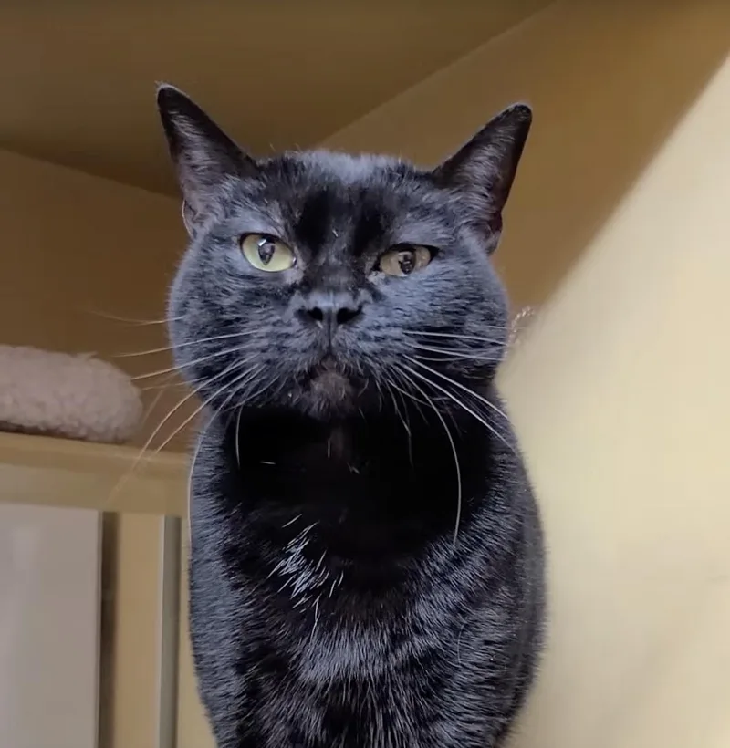 Cho Chang thumbnail 3