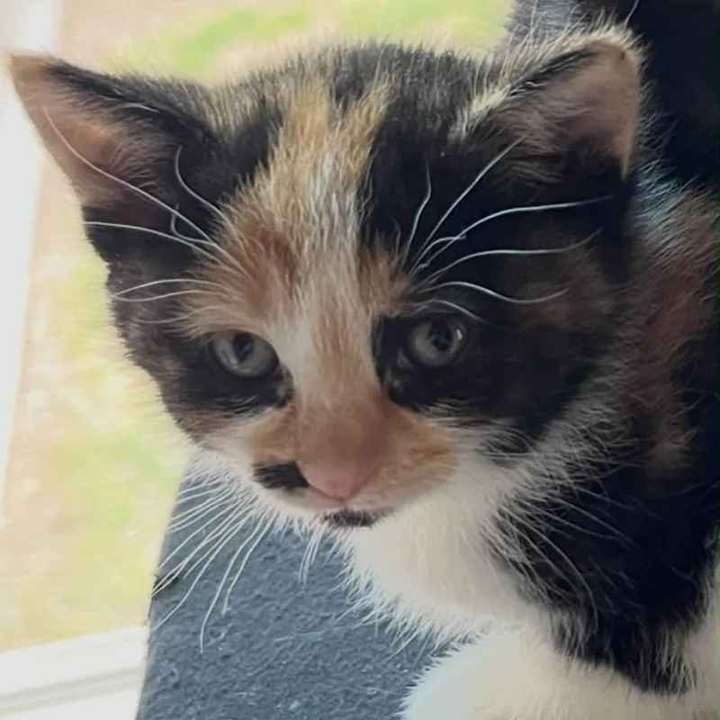 A baby medium-sized female Domestic Short Hair cat named Patchett for adoption in Port Washington, WI