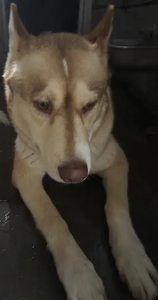 Nala