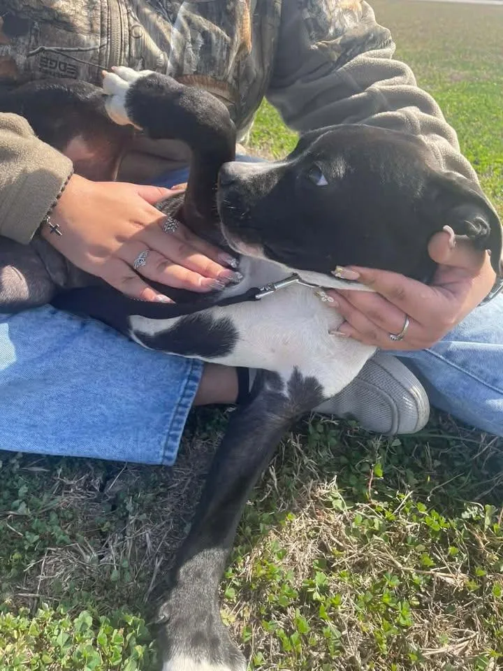 A young medium-sized male Boxer dog named Sebastian for adoption in Port Lavaca, TX