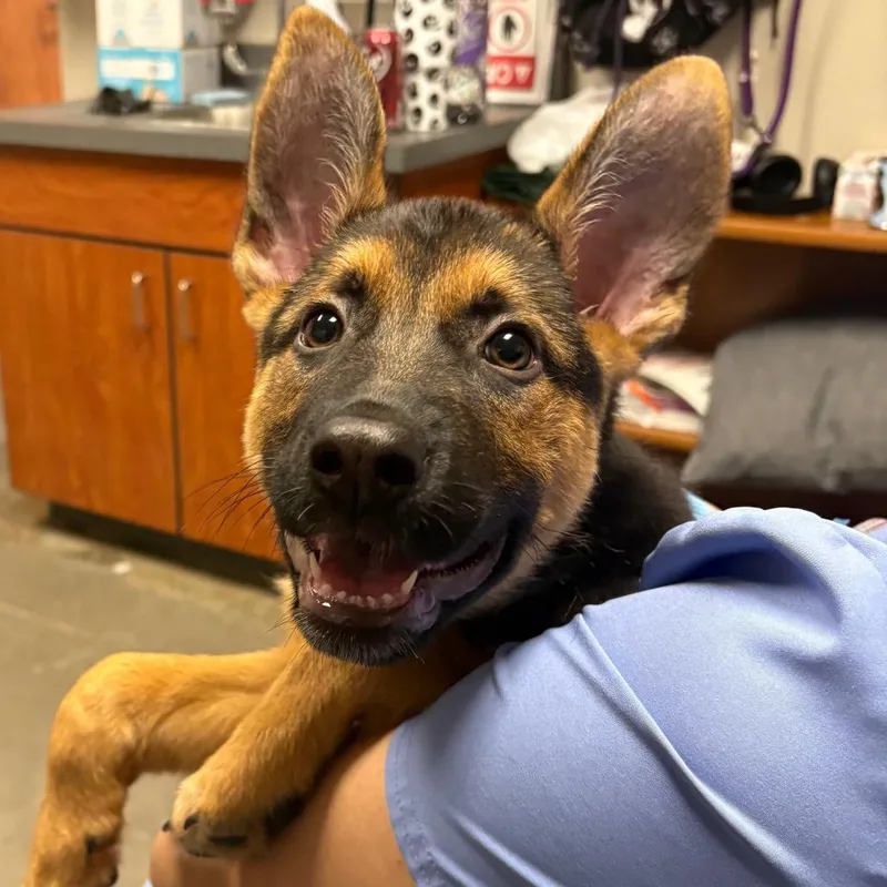 A young medium-sized female Brown / Chocolate German Shepherd Dog dog named Juniper for adoption in Yuma, AZ