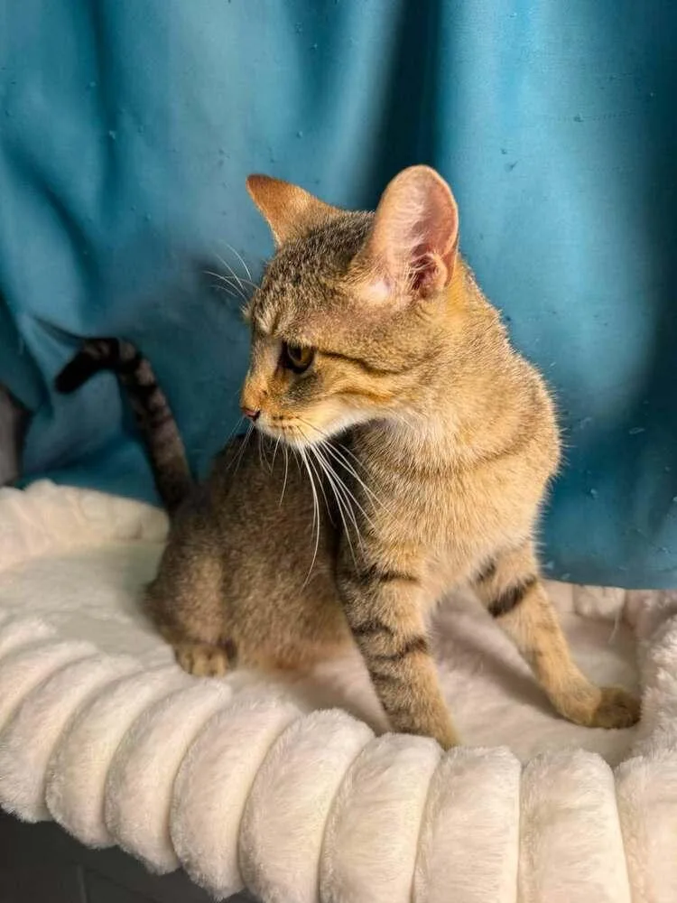 A young small-sized female Buff & White Domestic Short Hair cat named Rivendell for adoption in Chicago, IL