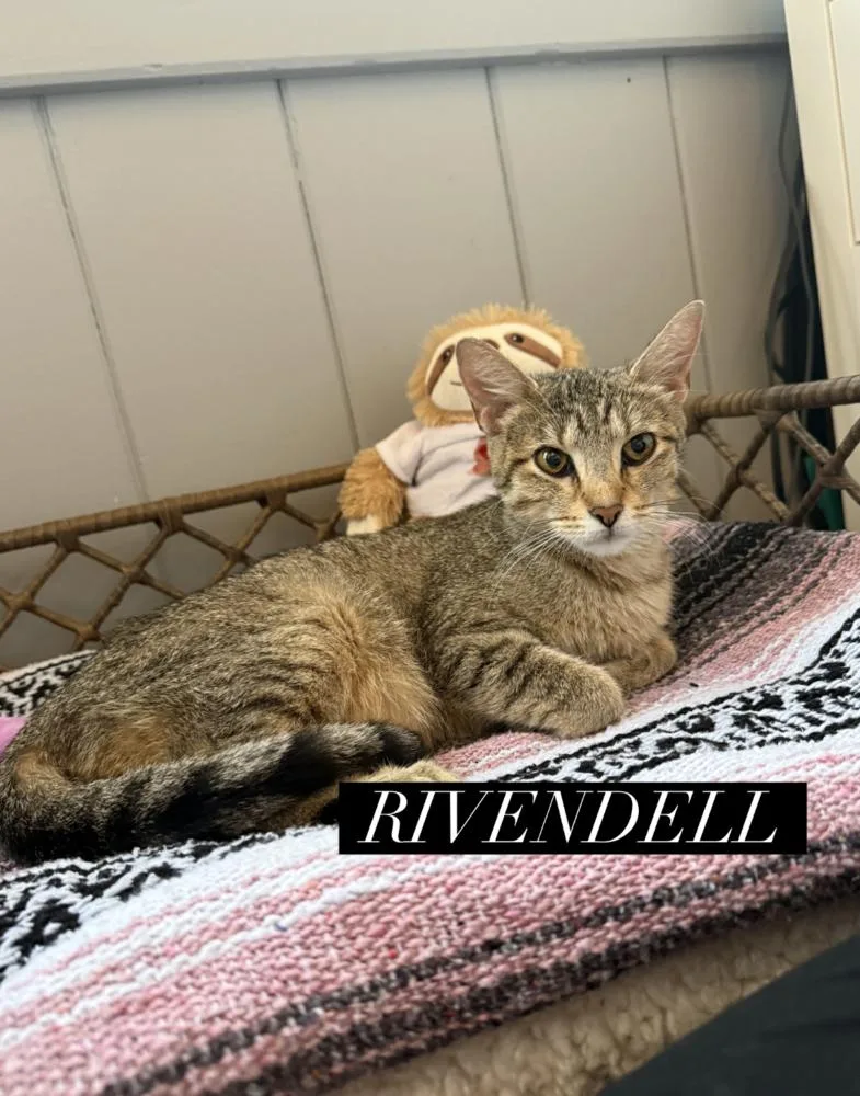 Rivendell thumbnail 5