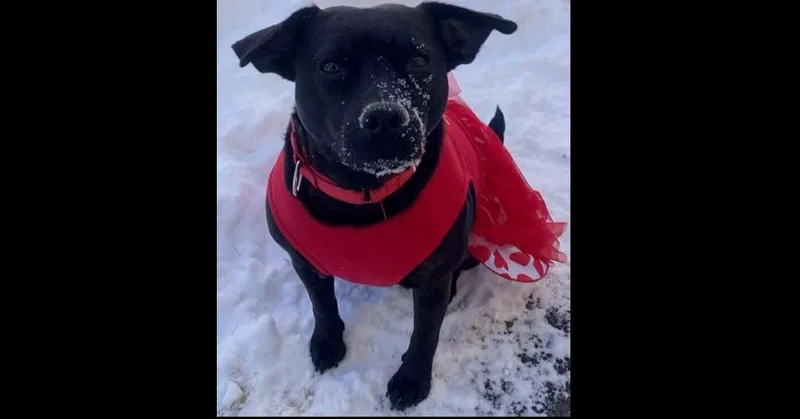 Mary Jane thumbnail 2