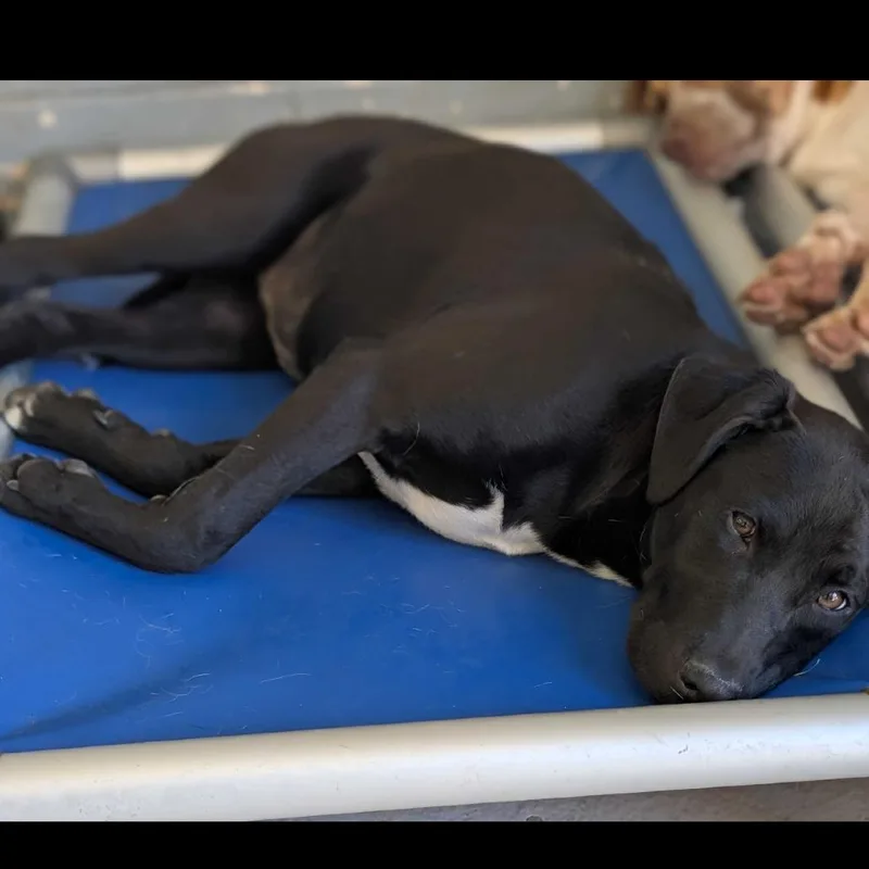 A baby medium-sized female Black Beagle dog named Blanco for adoption in Grand Junction, CO