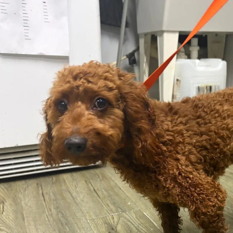 A young small-sized male Red / Chestnut / Orange Miniature Poodle dog named Bristle for adoption in Summerville, SC