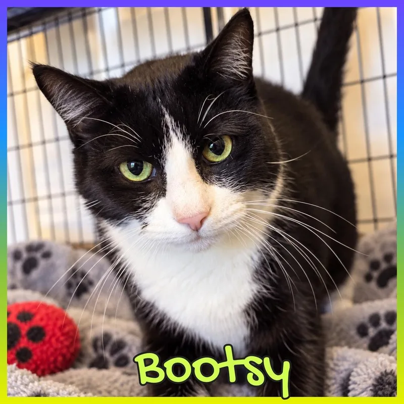 A senior large-sized male Domestic Short Hair cat named Bootsy for adoption in Southbury, CT