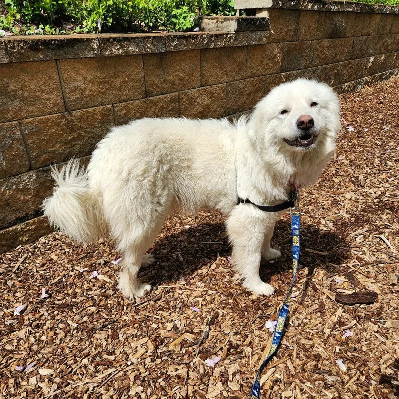 An adult medium-sized female White / Cream Great Pyrenees dog named Snow for adoption in Falls Church, VA