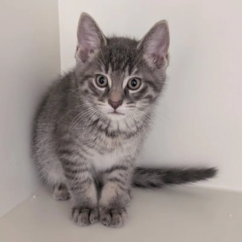 A baby small-sized male Gray / Blue / Silver Domestic Short Hair cat named Jimmy for adoption in West Olive, MI