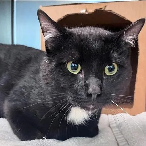 An adult medium-sized male Black & White / Tuxedo Domestic Short Hair cat named Whispurr for adoption in Salt Lake City, UT