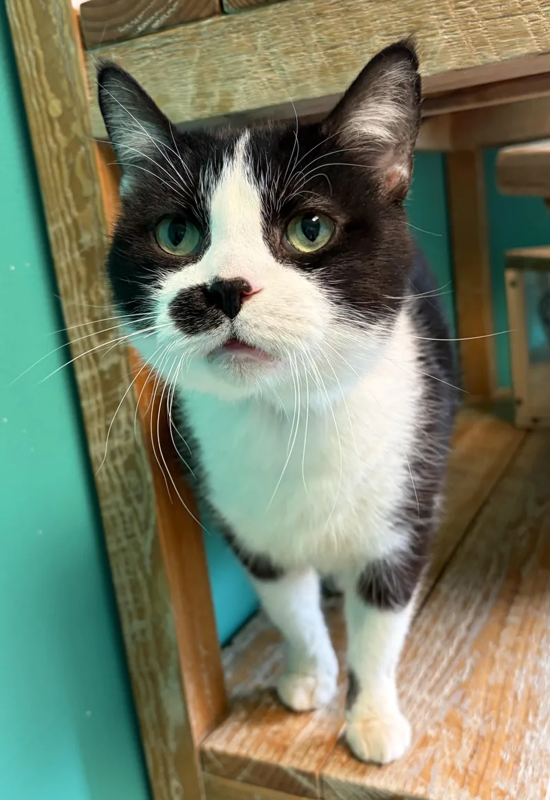 An adult large-sized male Black & White / Tuxedo Domestic Short Hair cat named Shemar for adoption in Brookings, SD